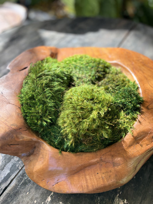 Ayaku Moss Planter