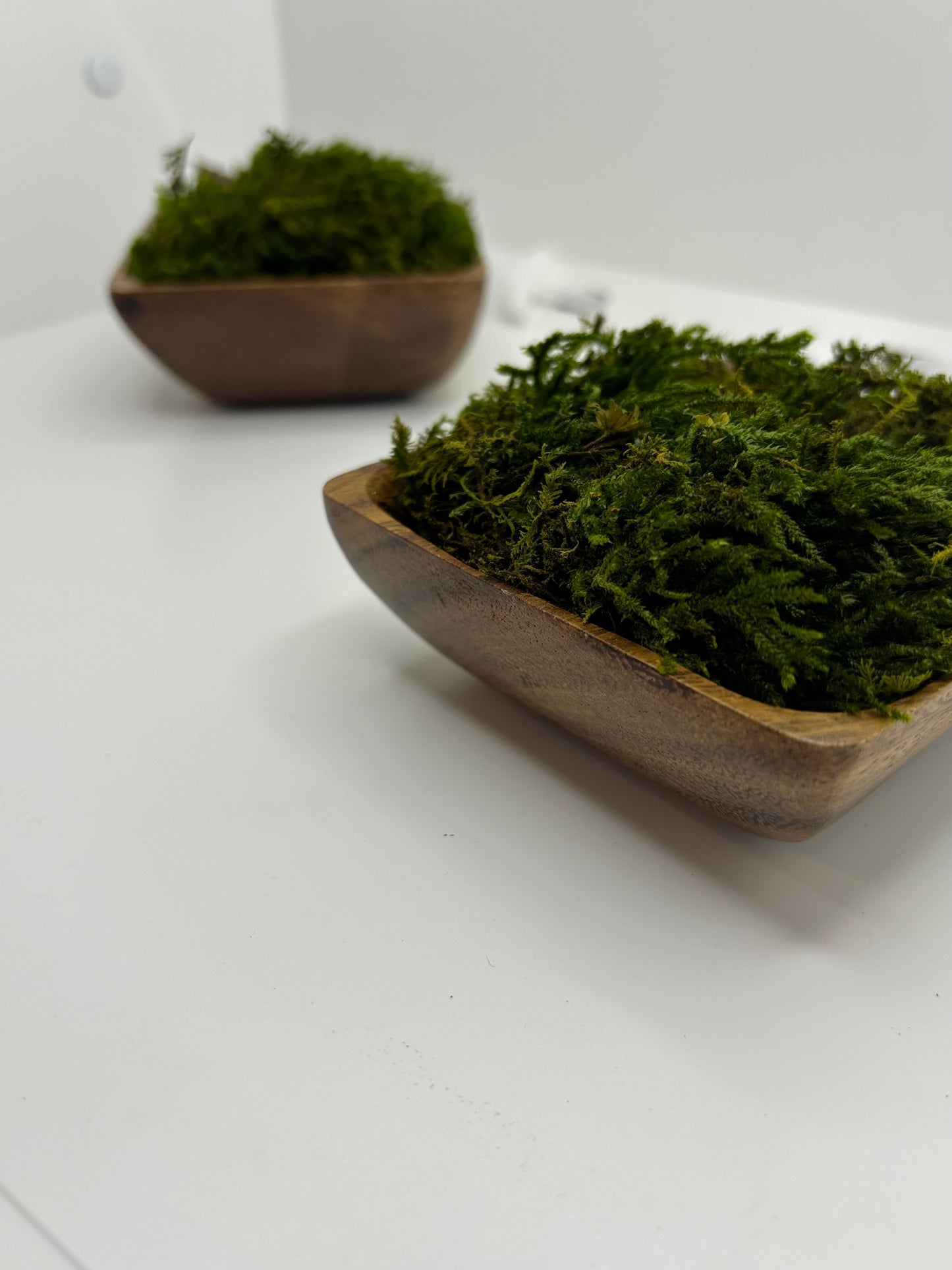 Mini Moss Planter (square Basil)