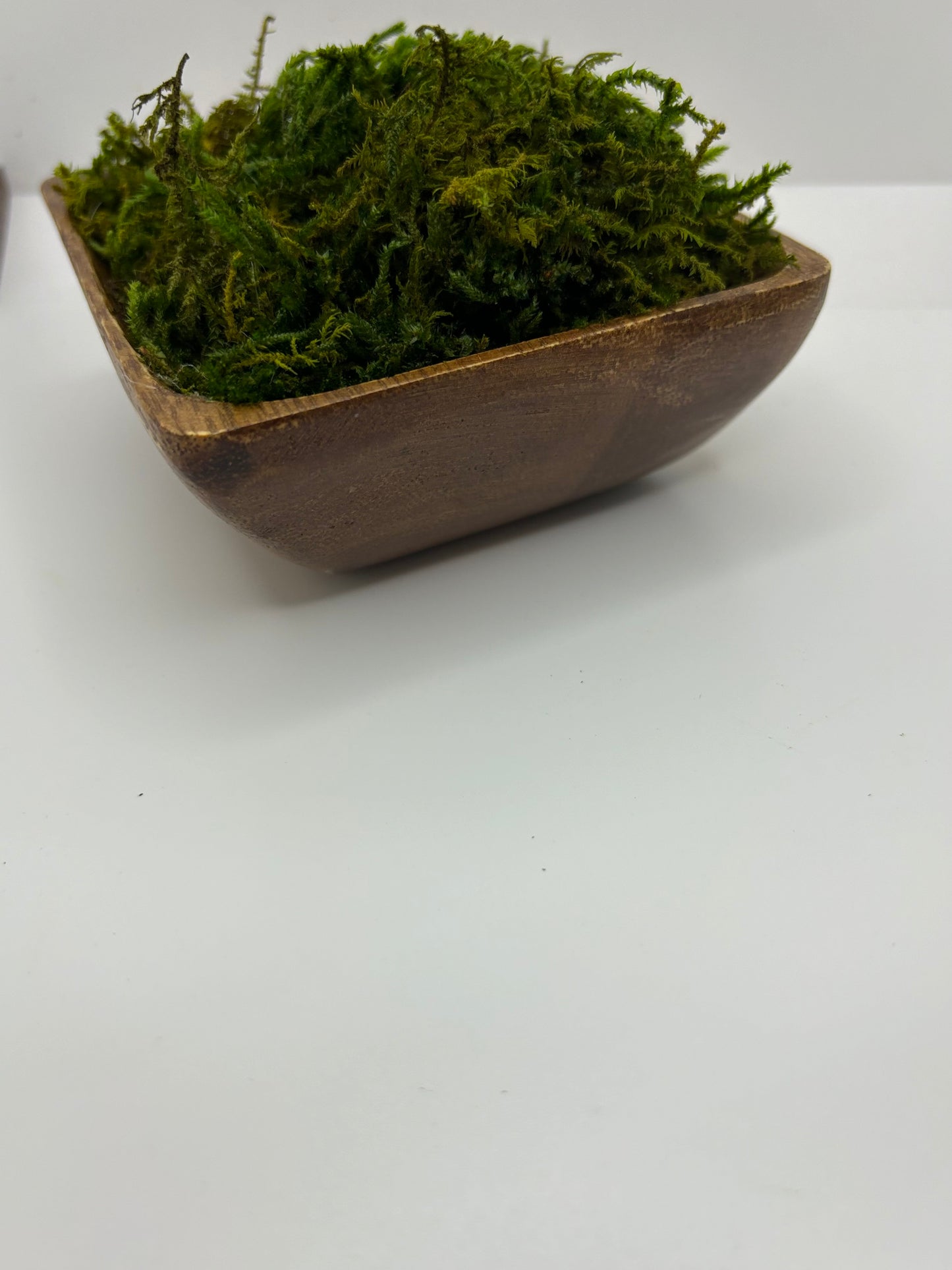 Mini Moss Planter (square Basil)