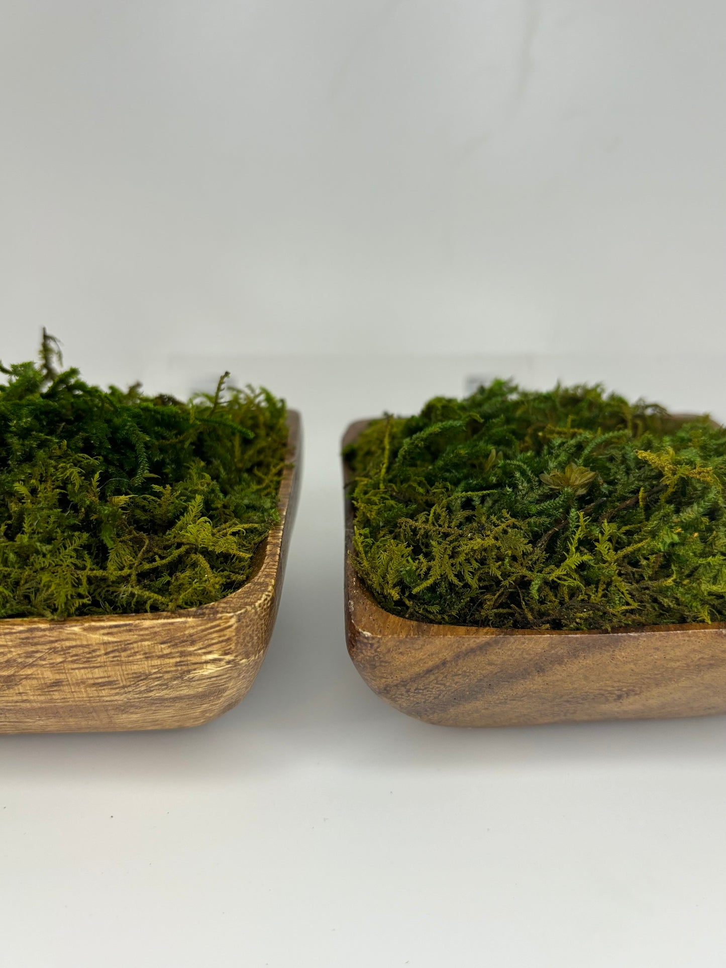 Mini Moss Planter (square Basil)